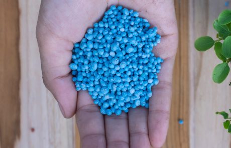 Abono nitrogenado (cobertera)