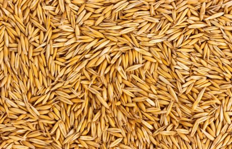Avena