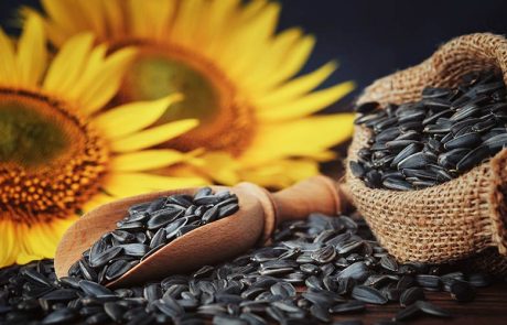 Girasol