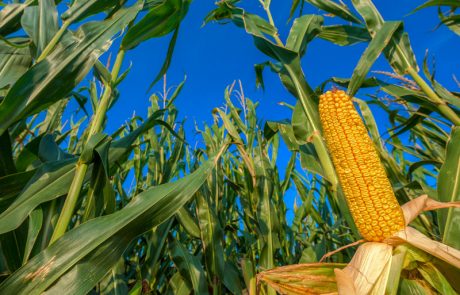 Semillas de maíz SYNGENTA